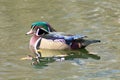 Wood Duck at Sterne Park, Littleton, Colorado