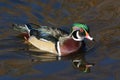 Male Wood Duck Drake Royalty Free Stock Photo