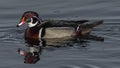 Male wood duck drake swimming with water droplets on head Royalty Free Stock Photo