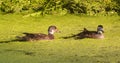 A male wood duck with eclipse plumage and a female wood duck Royalty Free Stock Photo