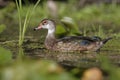 Male Wood Duck in Eclipse Plumage - Summer Royalty Free Stock Photo