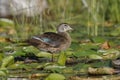 Male Wood Duck in Eclipse Plumage Royalty Free Stock Photo