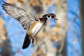 Male Wood Duck In Flight Royalty Free Stock Photo