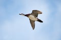 Male wood duck in flight