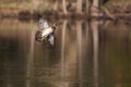 Male wood duck in flight Royalty Free Stock Photo