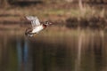 Male wood duck in flight Royalty Free Stock Photo