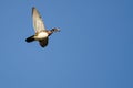 Male Wood Duck Flying in a Blue Sky Royalty Free Stock Photo