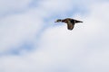 Male Wood Duck Flying in a Cloudy Blue Sky Royalty Free Stock Photo