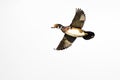 Wood Duck Flying on a White Background