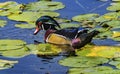 Male Wood Duck Juanita Bay Park Lake Washington Kirkland Royalty Free Stock Photo