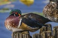 Male Wood Duck Juanita Bay Park Lake Washington Kirkland Royalty Free Stock Photo