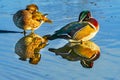 Male Wood Duck Juanita Bay Park Lake Washington Kirkland Washiington Royalty Free Stock Photo