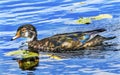 Male Wood Duck Juanita Bay Park Lake Washington Kirkland Washiington Royalty Free Stock Photo