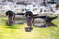 Male Wood Duck Pair 2