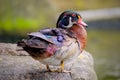 Male wood Duck perched on a the rock Royalty Free Stock Photo