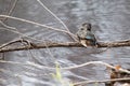 Male wood duck perched