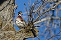 Male Wood Duck Perched in a Tree Royalty Free Stock Photo