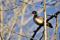 Male Wood Duck Perched in a Tree Royalty Free Stock Photo
