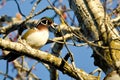 Male Wood Duck Perched in a Tree Royalty Free Stock Photo