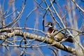 Male Wood Duck Perched in a Tree Royalty Free Stock Photo
