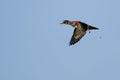 Wood Duck Pooping While Flying in a Blue Sky Royalty Free Stock Photo