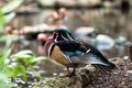 Male wood duck is standing near swamp Royalty Free Stock Photo