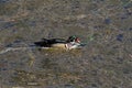 A male wood duck swimming through an algae covered ditch Royalty Free Stock Photo