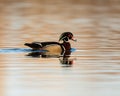 Male Wood Duck