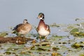 Male Wood duck Royalty Free Stock Photo