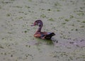 Male Wood Duck (Aix sponsa) wading in a marsh Royalty Free Stock Photo