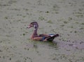 Male Wood Duck (Aix sponsa) wading in a marsh Royalty Free Stock Photo