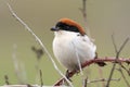 Male woodchat shrike Lanius senator in natural habitat perched on branch