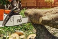 Male worker cuts wood with an electric chainsaw