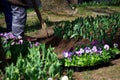 A male worker does small pits around a flower bed with a wooden cross-shaped device for planting seedlings of pansies flowers