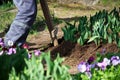 A male worker does small pits around a flower bed with a wooden cross-shaped device for planting seedlings of pansies flowers