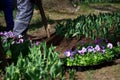 A male worker does small pits around a flower bed with a wooden cross-shaped device for planting seedlings of pansies flowers