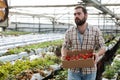 Male worker gathering harvest of strawberries