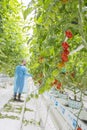 Male worker in greenhouse