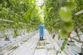 Male worker in greenhouse