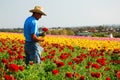 Carlsbad Flower Fields