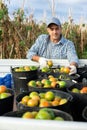 Male worker puts bucket with harvest of ripe tomatoes on back of a truck in farmer field