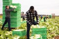 Male workers on the field stack lettuce in boxes