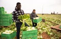 Male workers on the field stack lettuce in boxes