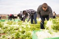 Male workers on the field stack lettuce in boxes