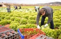 Male workers on the field stack lettuce in boxes