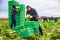 Male workers on the field stack lettuce in boxes