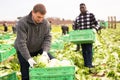 Male workers on the field stack lettuce in boxes