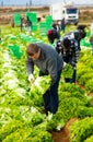 Male workers on the field stack lettuce in boxes