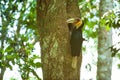 Male Wreathed Hornbill feeding the female at the nest cavity Royalty Free Stock Photo