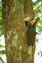 Male Wreathed Hornbill feeding the female at the nest cavity Royalty Free Stock Photo